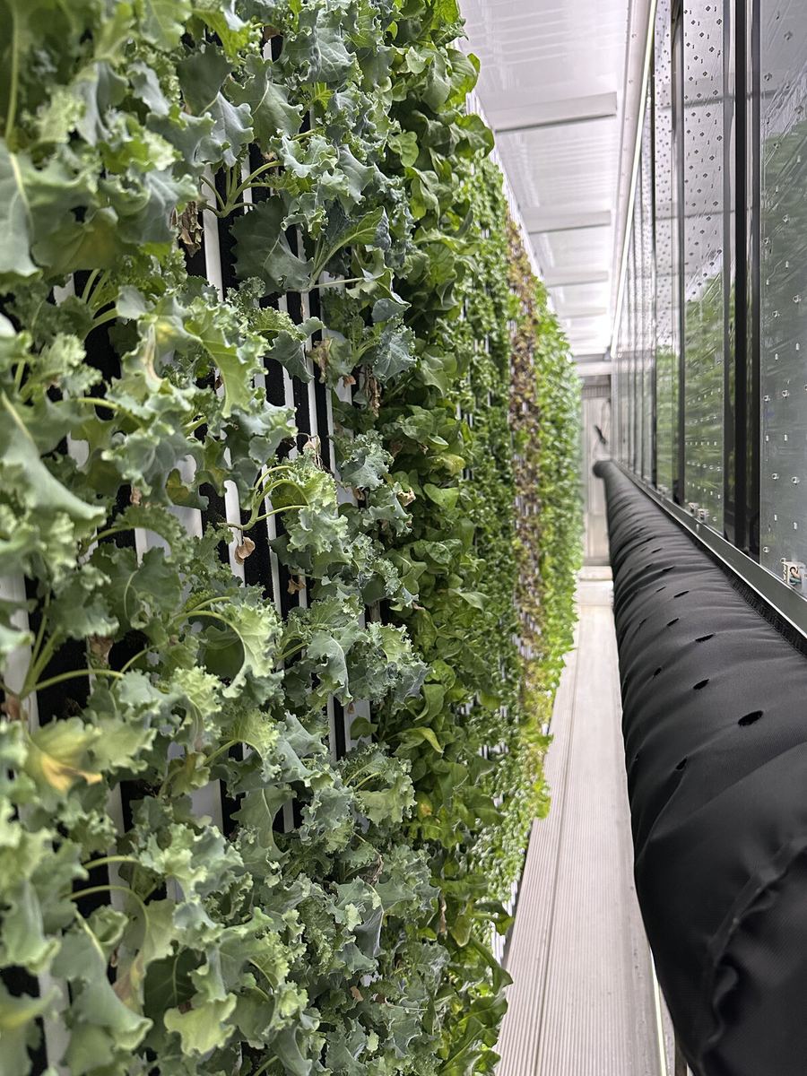 Vertical hydroponic growing wall inside the Freight Farm container, cascading with kale and leafy greens